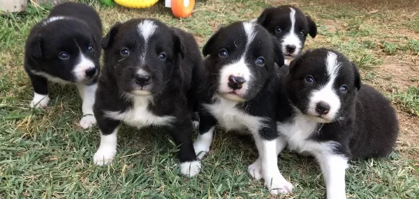 Border Coli Yavrularımız