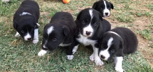 Border Coli Yavrularımız