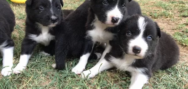 Border Coli Yavrularımız