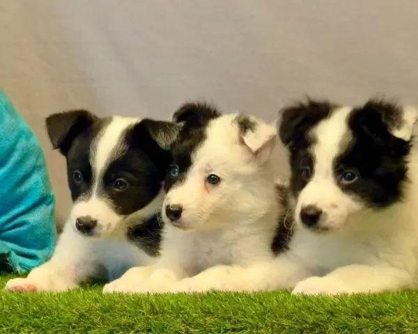 Zeka Küpü Border Collie Yavrularımız
