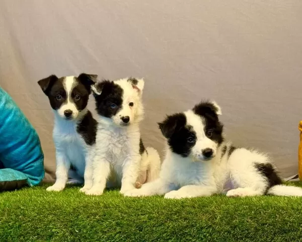 Zeka Küpü Border Collie Yavrularımız