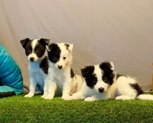 Zeka Küpü Border Collie Yavrularımız
