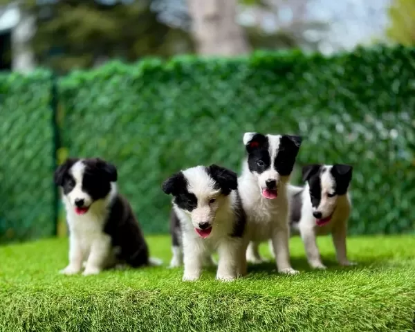 Zeka Küpü Border Collie Yavrularımız