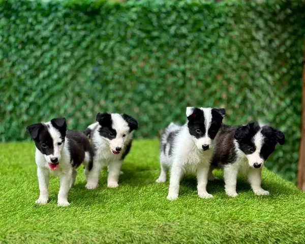 Zeka Küpü Border Collie Yavrularımız