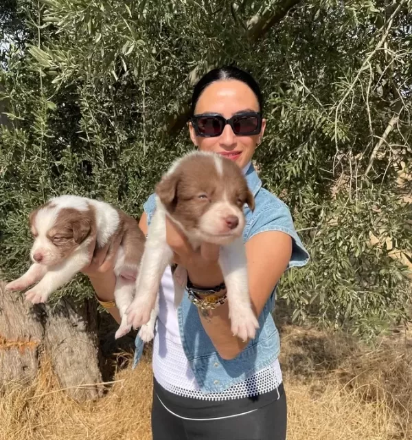 Border Colie Yavrularım Sağlık Ve Irk Garantilidir