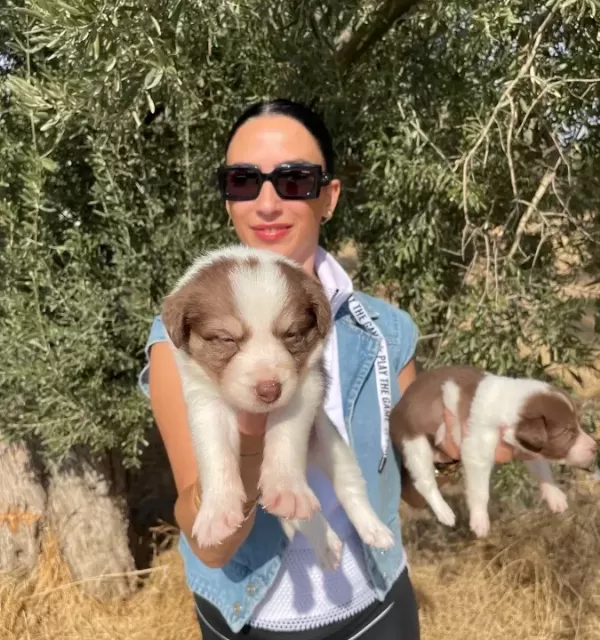 Border Colie Yavrularım Sağlık Ve Irk Garantilidir