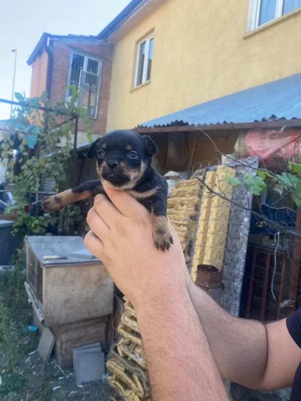 Teslime Pinscher Yavrular