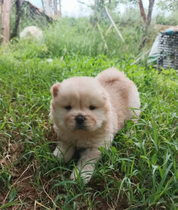 Sağlık Ve Irk Garantili Chow Chow Çin Aslanı Bebeklerim