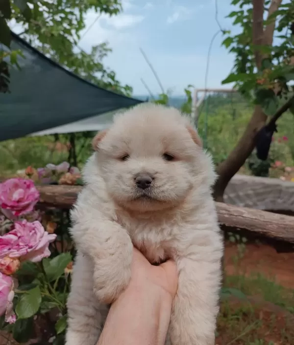 Sağlık Ve Irk Garantili Chow Chow Çin Aslanı Bebeklerim