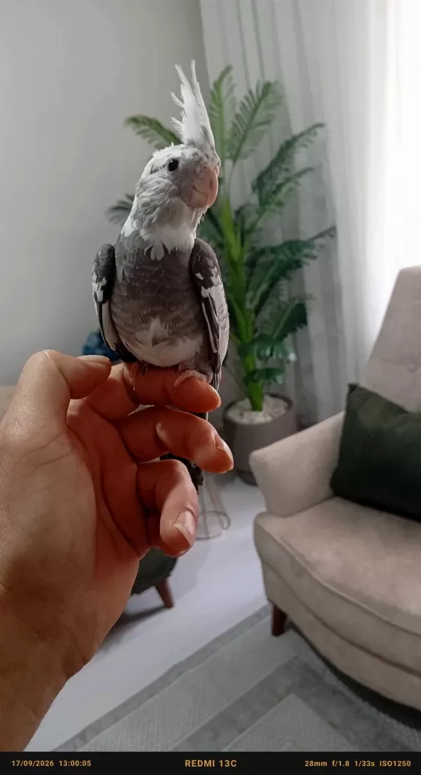 Uyguna Yavru Sultan Papağanı