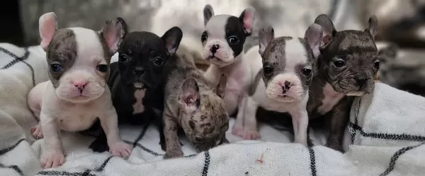 Biblo French Buldog