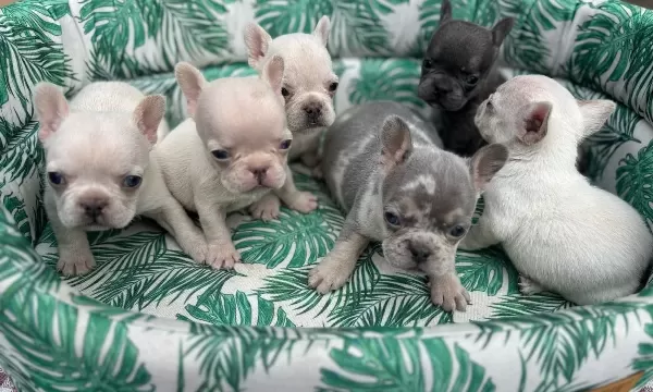 Biblo French Buldog
