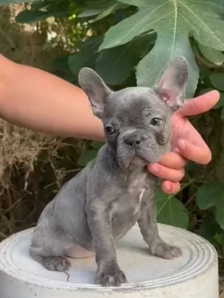 Üretim Çiftliğinden A Kalite Blue French Bulldog Yavrularımı
