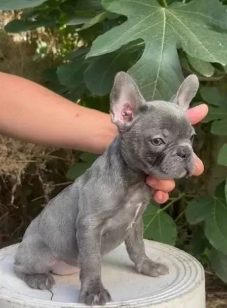 Üretim Çiftliğinden A Kalite Blue French Bulldog Yavrularımı