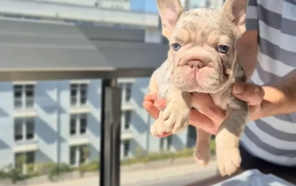 En Üst Versiyonda Tr De Ki En Özel French Bulldoglar