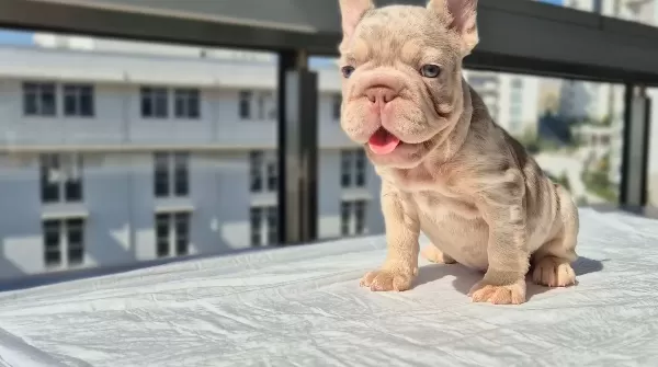 En Üst Versiyonda Tr De Ki En Özel French Bulldoglar