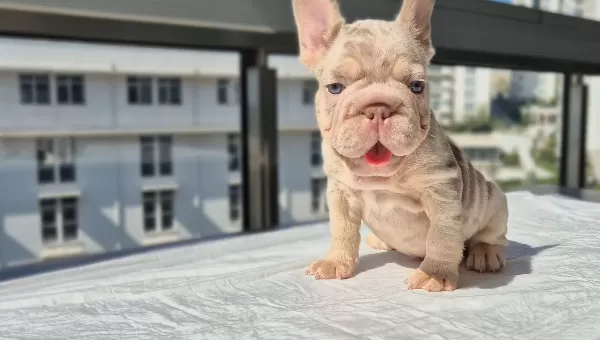 En Üst Versiyonda Tr De Ki En Özel French Bulldoglar
