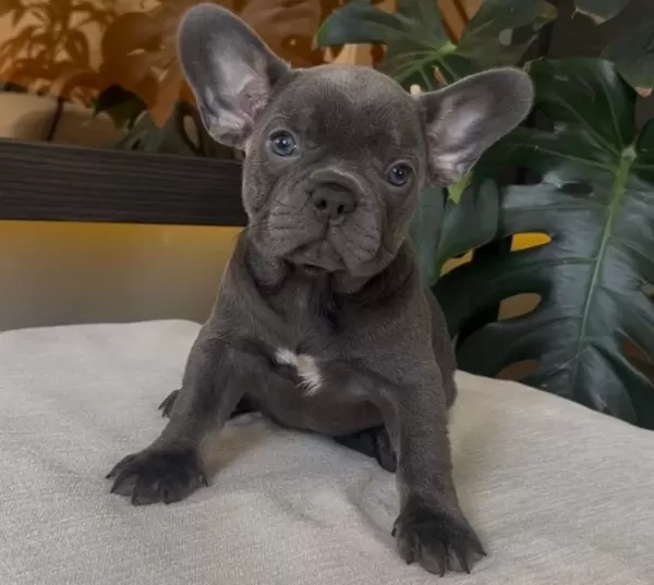 Rengarenk French Bulldog Yavrularim Egzoti̇k
