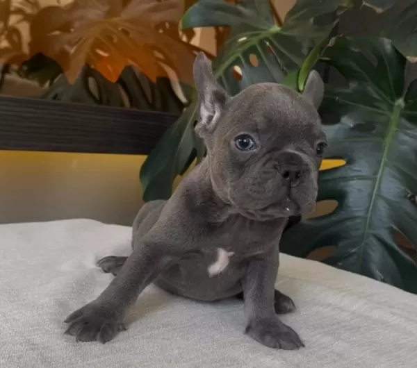 Rengarenk French Bulldog Yavrularim Egzoti̇k