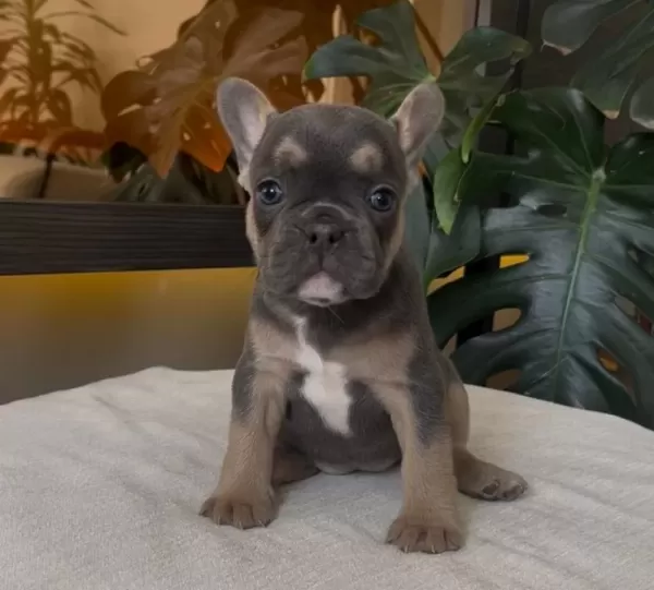 Rengarenk French Bulldog Yavrularim Egzoti̇k