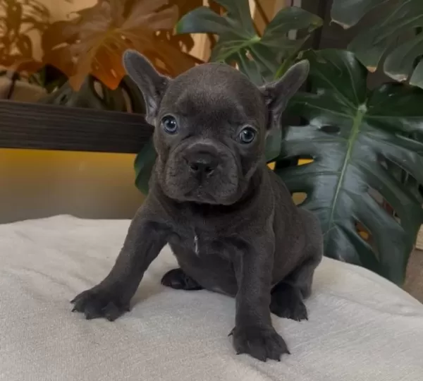 Rengarenk French Bulldog Yavrularim Egzoti̇k