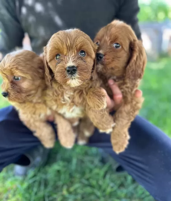 Cavapoo Yavrularımız