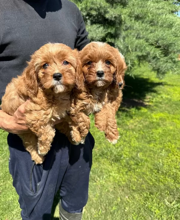 Cavapoo Yavrularımız