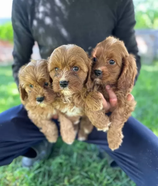 Cavapoo Yavrularımız