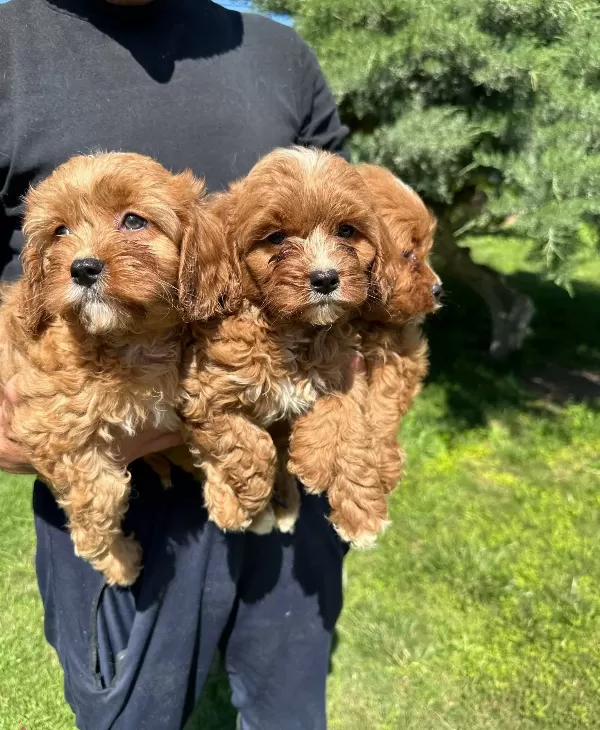 Cavapoo Yavrularımız