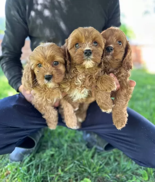 Cavapoo Yavrularımız