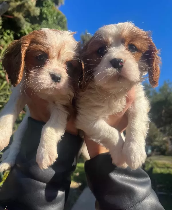 Cavalier King Charles Bebeklerimiz