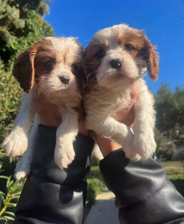 Cavalier King Charles Bebeklerimiz