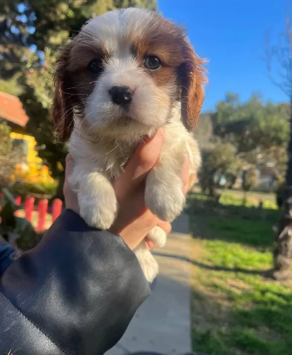 Cavalier King Charles Bebeklerimiz