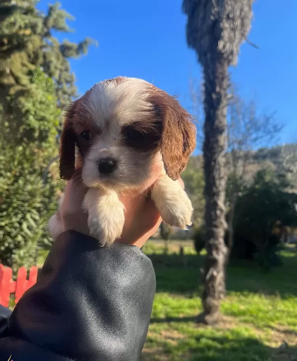 Cavalier King Charles Bebeklerimiz