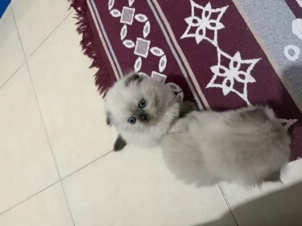 İrk Ve Sağlik Garantili Yavru Kedilerimiz