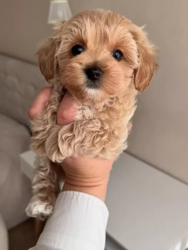 Ciciş Ciciş Maltipoo Bebekler