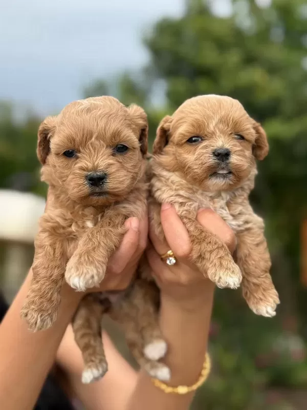 Teacup Maltipoo Bebişlerimiz
