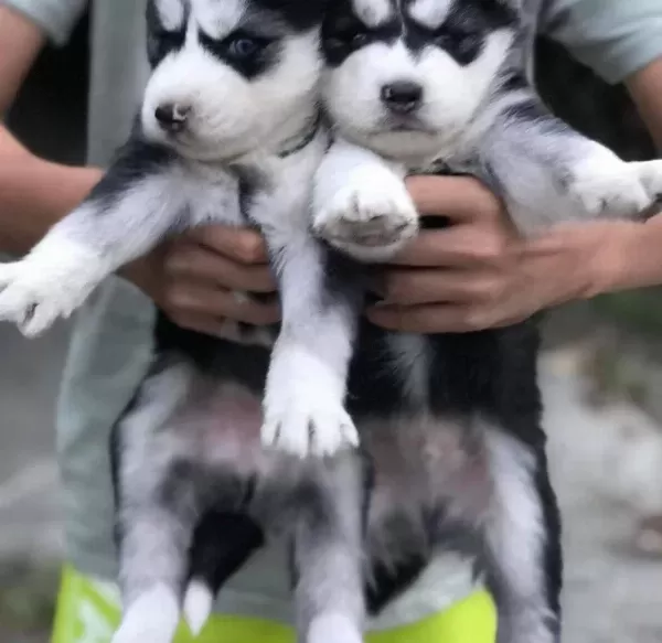 Safkan Si̇bi̇rya Kurdu Husky Yavrular