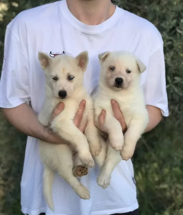 Safkan Husky Bebekleri̇mi̇z