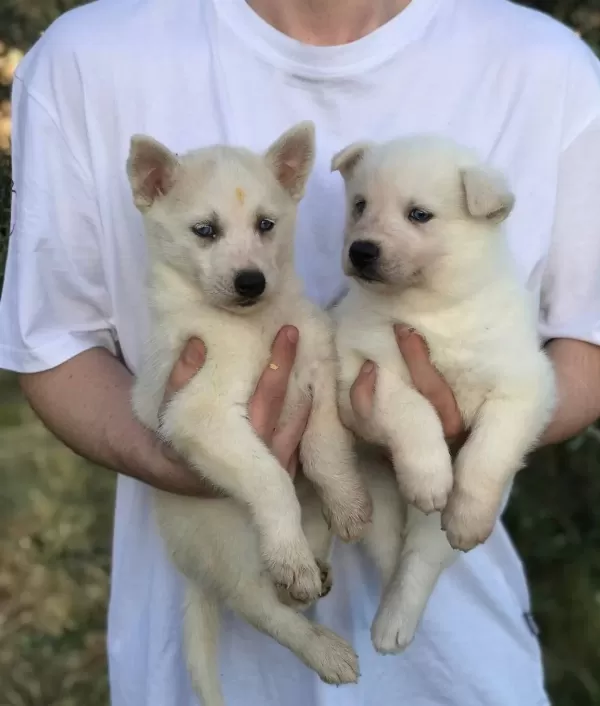 Safkan Husky Bebekleri̇mi̇z