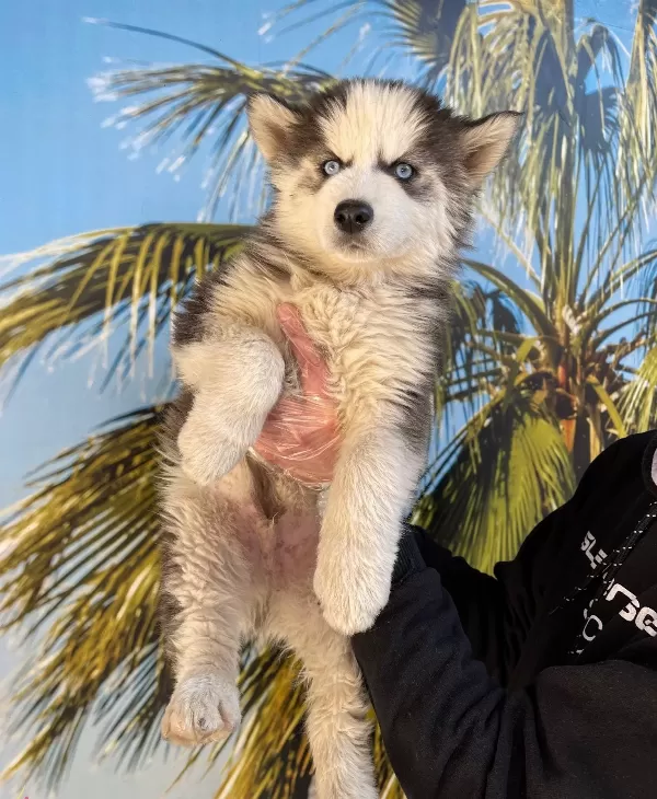 Irk Ve Sağlik Garanti̇li̇ Husky
