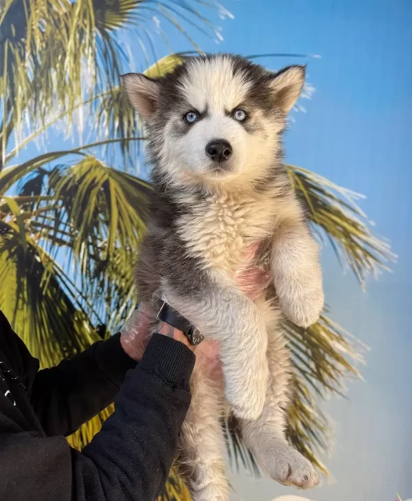 Irk Ve Sağlik Garanti̇li̇ Husky