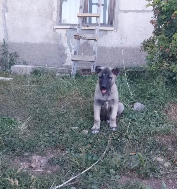 Gerçek Orijinal Saf Kangal Yavruları