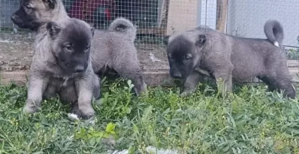 Gerçek Orijinal Saf Kangal Yavruları