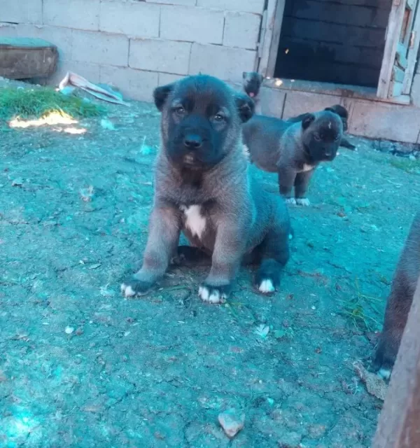 Gerçek Orijinal Saf Kangal Yavruları