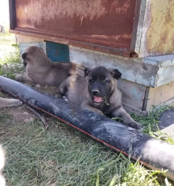 Gerçek Orijinal Saf Kangal Yavruları