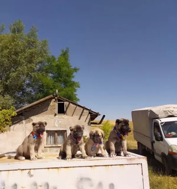 Gerçek Orijinal Saf Kangal Yavruları