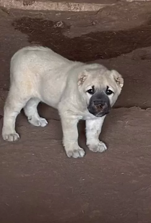 Kangal Köpek Cifliği Truva Kangal