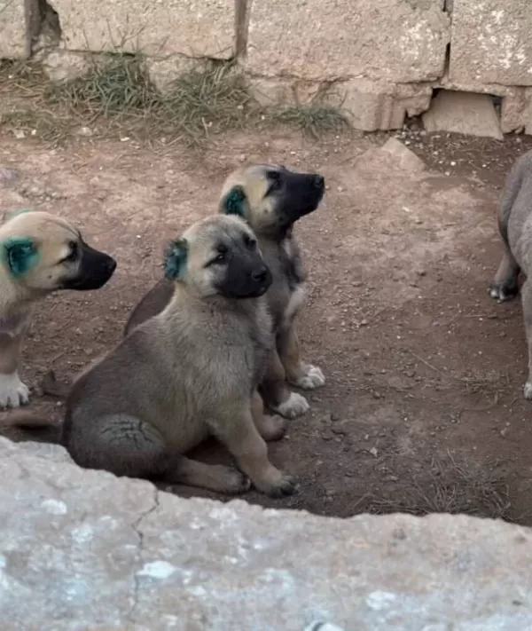 Kangal Köpek Cifliği Truva Kangal