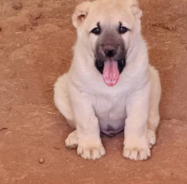 Kangal Köpek Cifliği Truva Kangal
